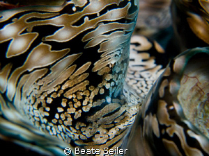 Giant clam, taken at El Quadim by Beate Seiler 